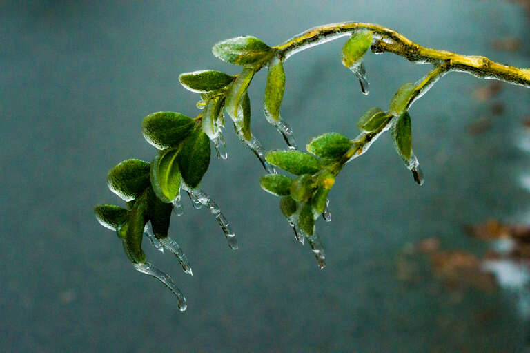 
500px provided description: From Snow to Ice to Water. [#frozen ,#water ,#cold ,#tree ,#plants ,#branch ,#plant ,#snow ,#green ,#ice ,#icicle ,#freeze ,#twig ,#charlottesville ,#freezing ,#melt ,#Nature]