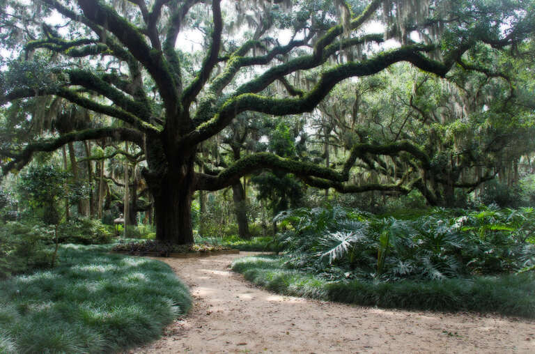 Ghostly Oak