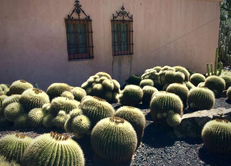 Pink stucco, the perfect bckdrop. These big fellas are 3 to 4 feet in diameter!