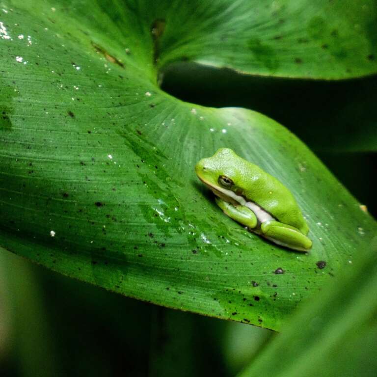 Green Treefrog (Hyla cinerea)