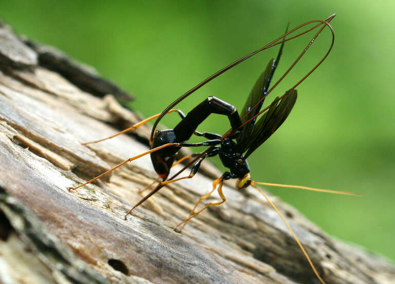 Black Giant Ichneumonid Wasp (Megarhyssa atrata)