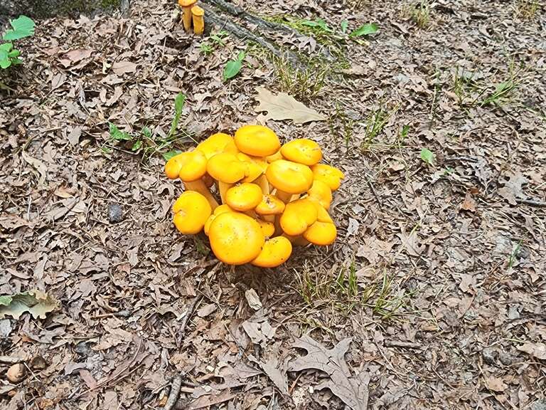 Eastern American jack-o'-lantern (Omphalotus illudens)