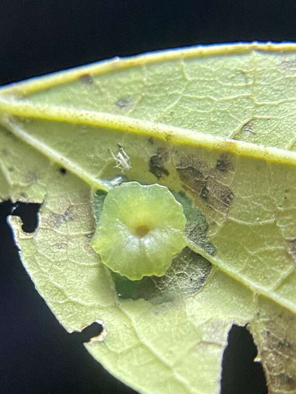 Pachypsylla celtidisasterisca gall
On Celtis laevigata Brookhaven, GA, US

inaturalist