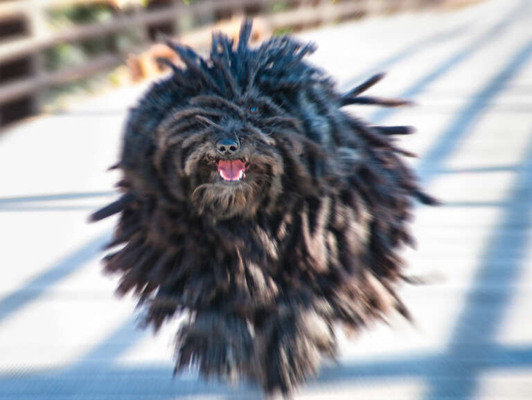New treatment to a previously uploaded shot of puli Sprite.  Topaz zoom lens effect applied.