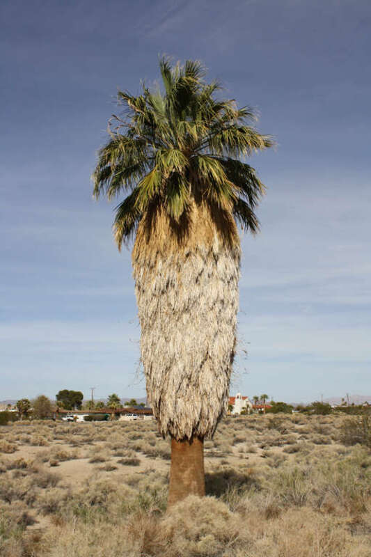 A California fan palm (Washingtonia filifera) in Oasis of Mara, Joshua Tree National Park, California