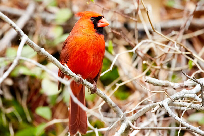 
500px provided description: Nice color bird [#red ,#bird ,#nature ,#animal ,#wildlife ,#wild ,#cardinal]