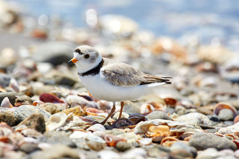 
500px provided description: Found on its migration path [#bird ,#nature ,#animal ,#wildlife ,#wild ,#endangered ,#shore bird]