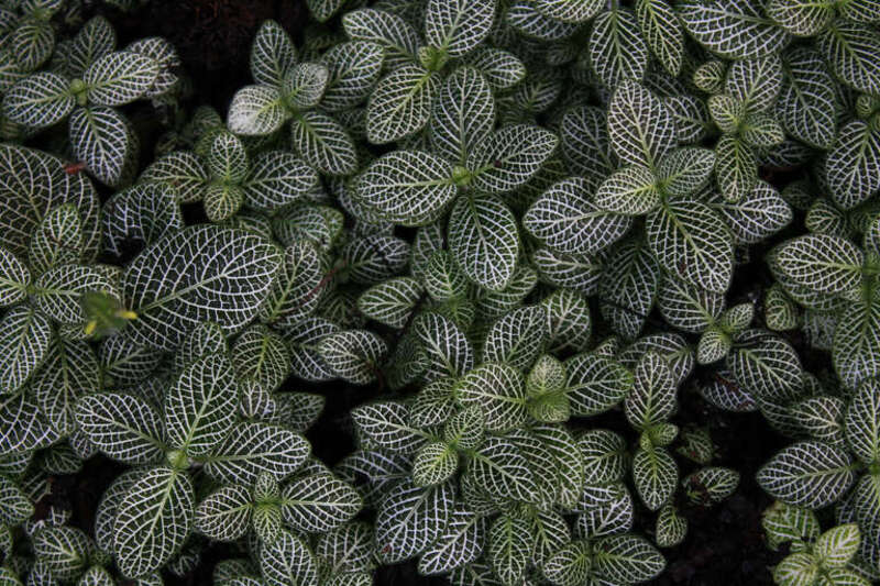 
500px provided description: Saint Louis Botanical Garden [#leaves ,#flowers ,#landscape ,#floral ,#summer ,#green ,#botanical]