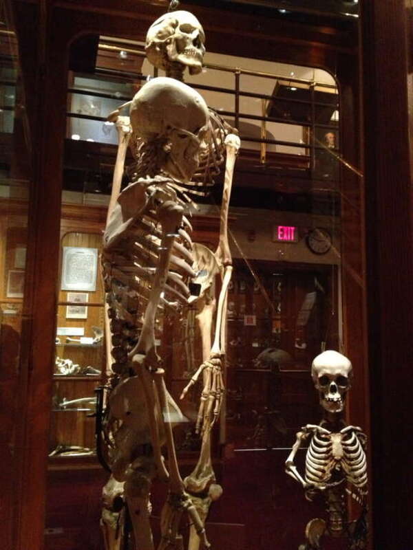 Mütter Museum.