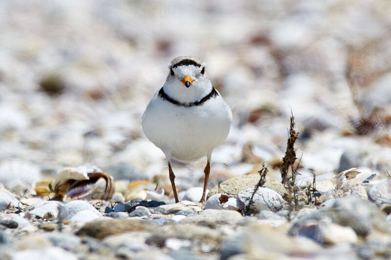 
500px provided description: Endangered on the East Coast. [#bird ,#nature ,#animal ,#little ,#wildlife ,#outdoors ,#wild ,#feather ,#endangered ,#no person]
