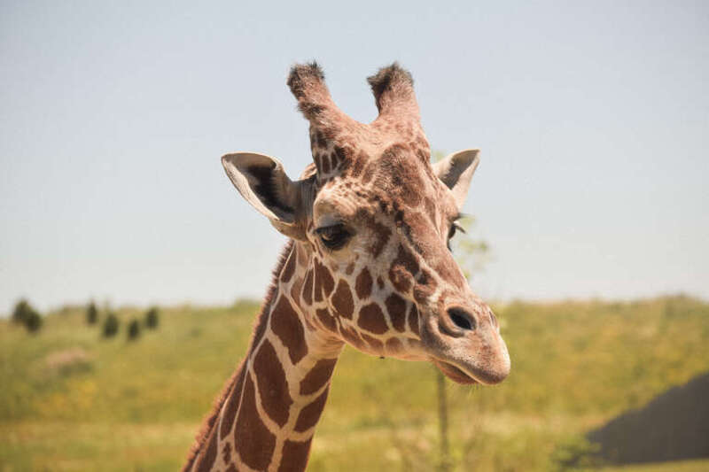 Columbus Zoo and Aquarium, Columbus, United States
