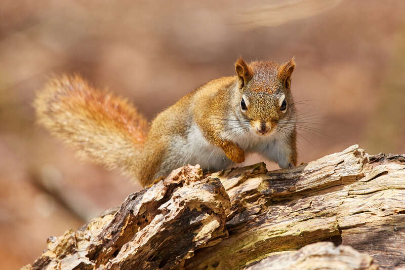 
500px provided description: Very friendly [#nature ,#animal ,#wildlife ,#squirrel ,#wild]