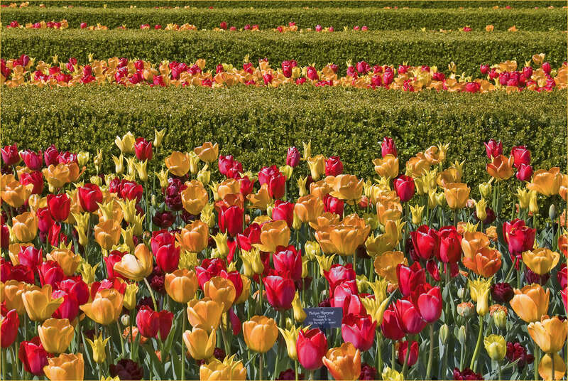 Image by Ron Cogswell on Thursday April 12, 2012, using a Nikon D80 and minor Photoshop effects.

DSC_0351