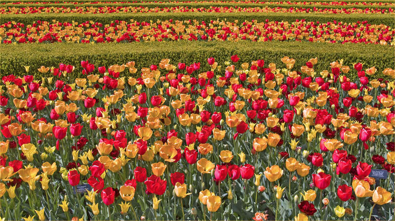 Image by Ron Cogswell on Thursday, April 12, 2012, using a Nikon D80 and minor Photoshop effects.

DSC_0258 V1