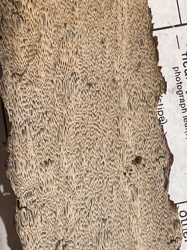 Inonotus obliquus obliquus