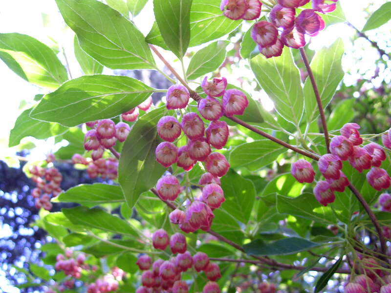 Lilflowers2
