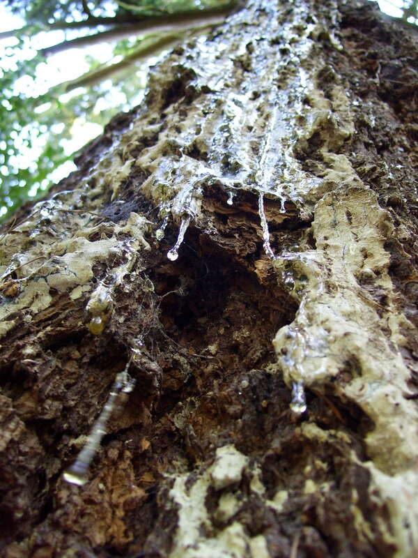 Sap