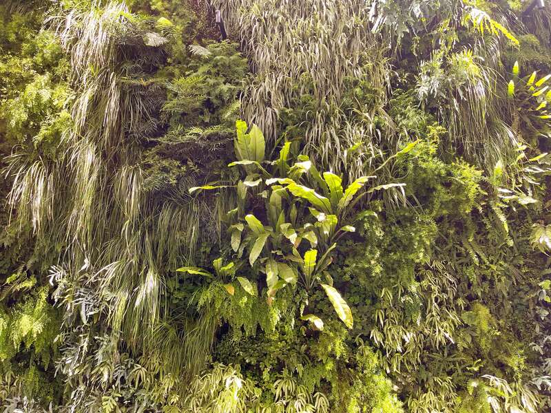 The Living Wall by David Brenner, 2016