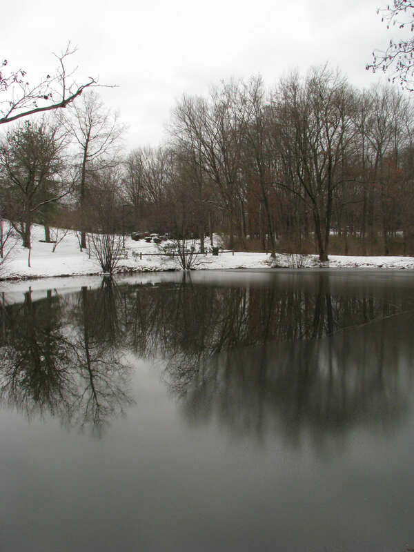 Tree water
