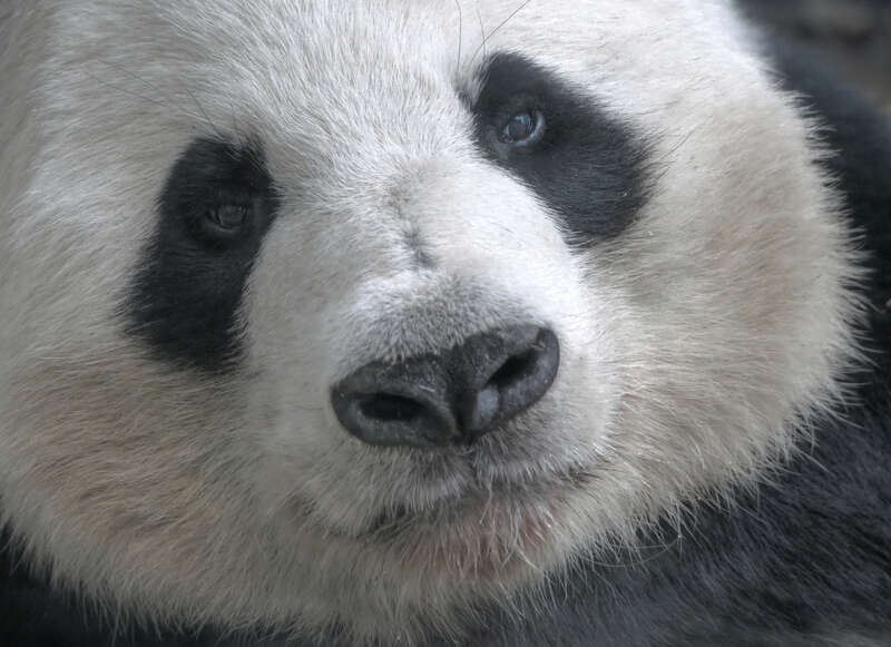 Giant Panda at the Atlanta Zoo

<a href="https://fineartamerica.com/featured/distracted-panda-bryan-katz.html" rel="noreferrer nofollow">fineartamerica.com/featured/distracted-panda-bryan-katz.html</a>