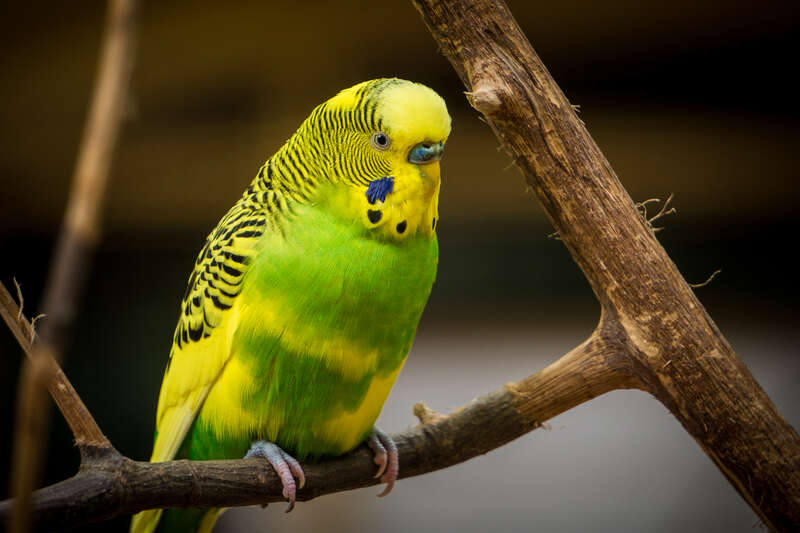 Zoo Atlanta, Atlanta, United States