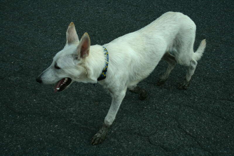 White German Shepherd pup recently emerged from a creek with dirty paws in Chapel Hill, North Carolina.  Male, approximately 7 1/2 months old.