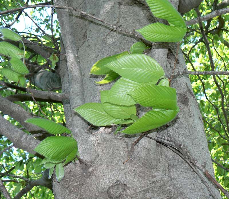 American Beech (Fagus grandifolia) bark and leaves