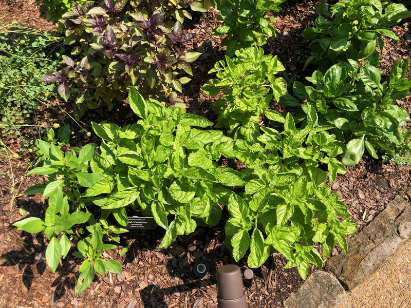 Basil in the Cheekwood Botanical Gardens