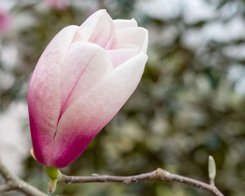 Cheekwood Estate &amp; Gardens, Nashville 3/24/21