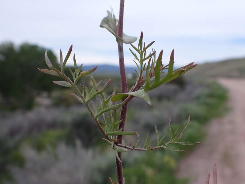 Clasping pepperweed growing along the entrance road to Bannack State Park, Beaverhead County, Montana. Dissected basal leaves and perfoliate stem leaves are diagnostic of this annual mustard forb.