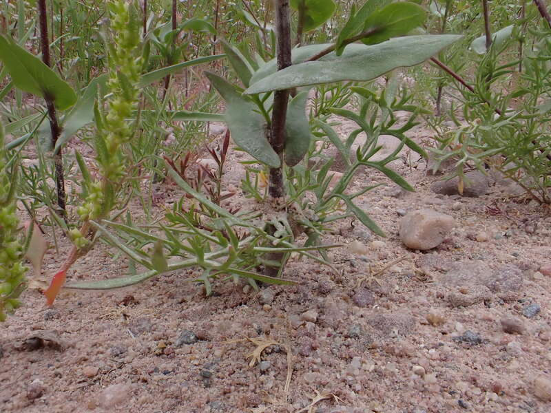 Clasping pepperweed growing along the entrance road to Bannack State Park, Beaverhead County, Montana. Dissected basal leaves and perfoliate stem leaves are diagnostic of this annual mustard forb.