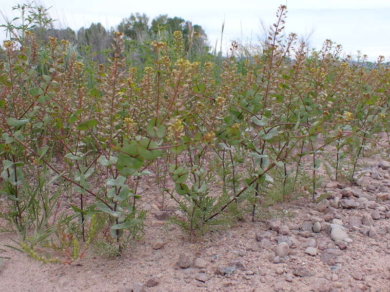 Clasping pepperweed growing along the entrance road to Bannack State Park, Beaverhead County, Montana. Dissected basal leaves and perfoliate stem leaves are diagnostic of this annual mustard forb.