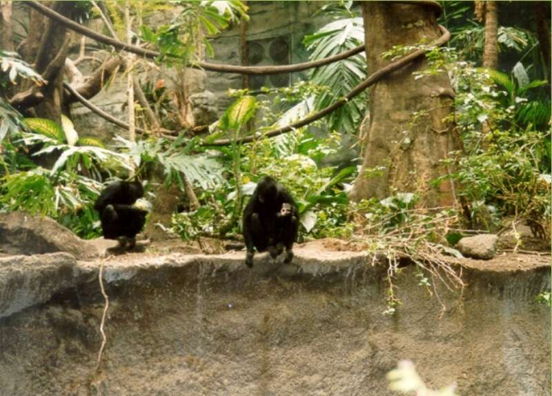 Lied Jungle Denizons