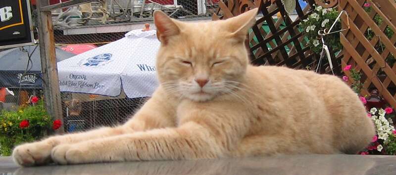 The Feline Mayor of Talkeetna, Alaska