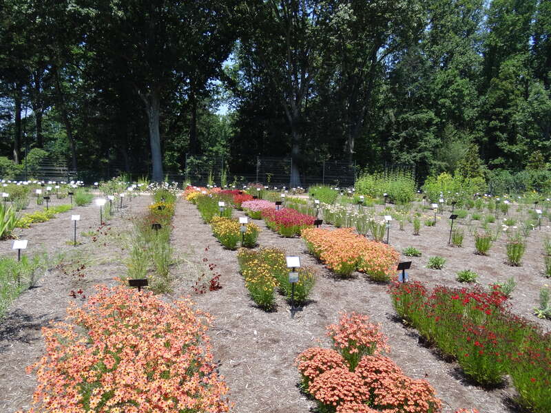 Door haar wandelingen door de bossen van Connecticut in haar jeugd was Pamela Cunningham Copeland verzot geraakt op inheemse wilde bloemen. Toen ze in 1935 met haar echtgenoot, Lammot du Pont Copeland, het landgoed kocht dat Mount Cuba werd, speelde