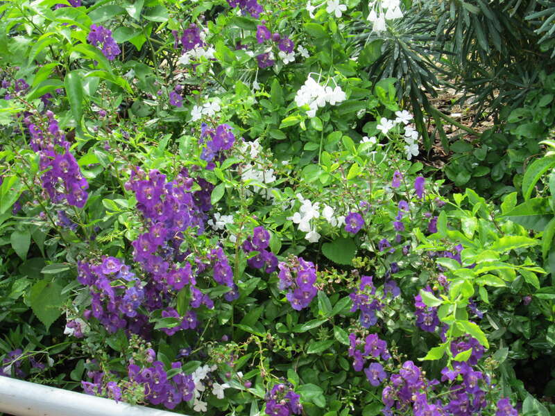 Flowers photographed outside Fernbank Museum of Natural History in Atlanta, Georgia