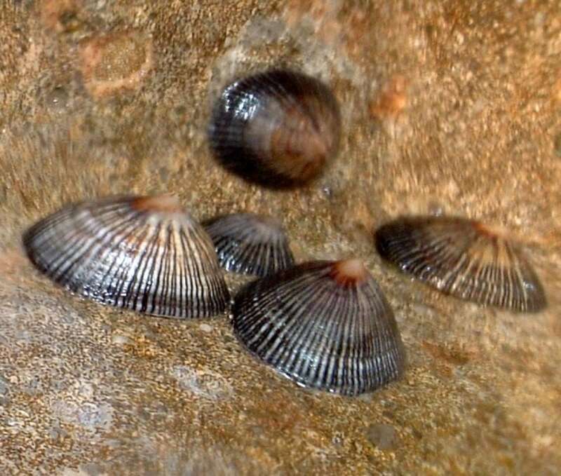 Heterobranchia mollusks of the species Siphonaria naufragum Stearns, 1872[1]. Photograph taken in Bal Harbour, Forida, USA (February 12, 2018).