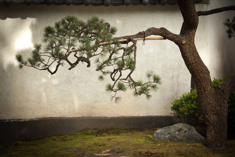500px provided description: This photograph was taken at the Japanese Gardens in Portland Oregon. When my 4 year old son saw the picture he said, "That's where the tiger lives." [#tree ,#pine ,#oregon ,#portland ,#japanese garden ,#portland oregon