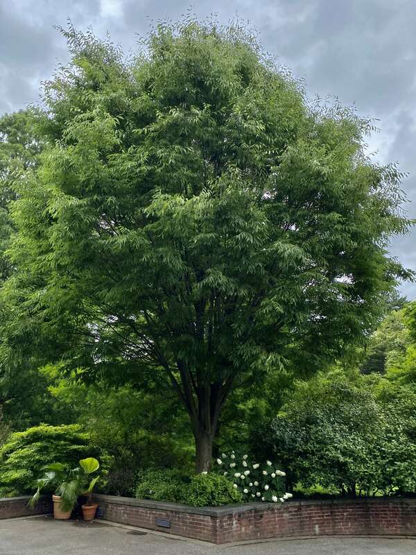 An arrangement of plants centered on a handsome Japanese zelkova tree (Zelkova serrata) stands outside the entrance to the Glyndor Mansion, as seen on a June 2022 visit to the Wave Hill Public Garden.