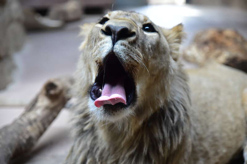 Yawn
