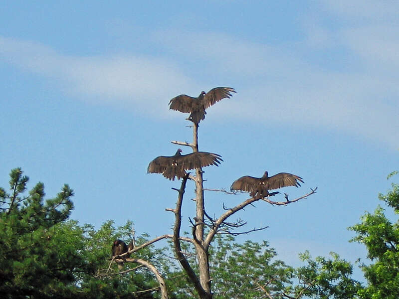 3 Spread Turkey Vultures, Cathartes aura