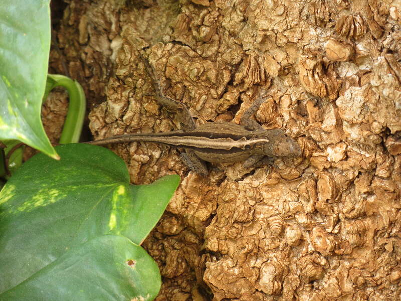 Anolis sagrei Duméril and Bibron, 1837, Brown Anole, Bernice Pauahi Bishop Museum, Honolulu, Hawaii, USA, 26 March 2014