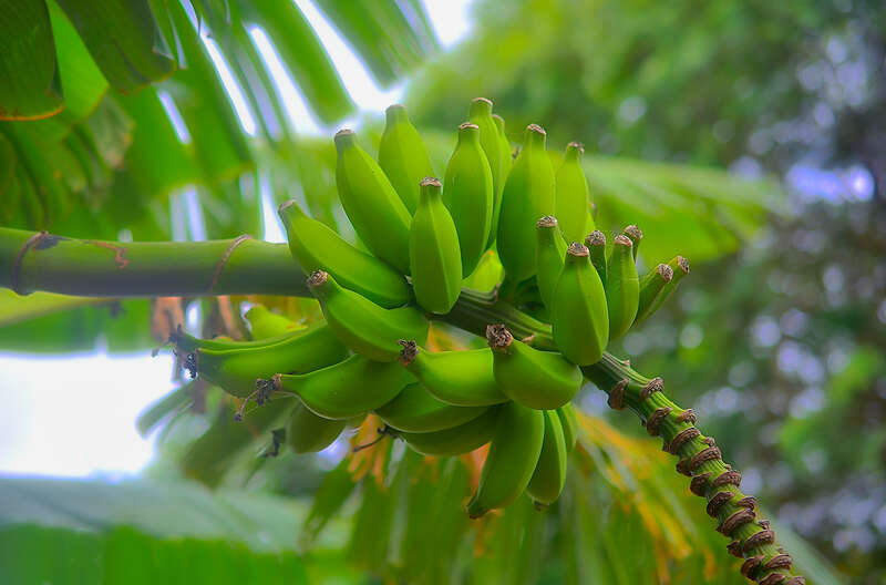 I can remember the first time I saw bananas growing on the vine (years ago) and I was shocked to see them upside down from the way I imagined them to be growing.
