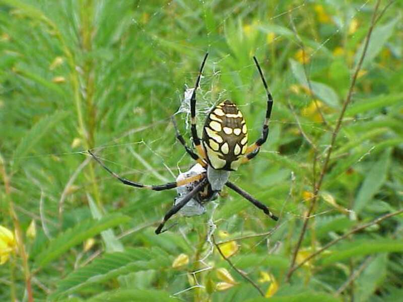 Black and yellow garden spider at Back Bay National Wildlife Refuge in Virginia.
Credit: USFWS
