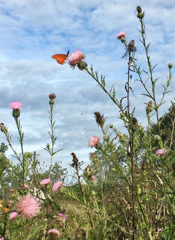 Native plants and flowering blooms attract butterflies in Conyers, GA.
