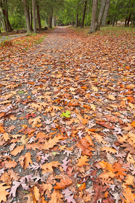 Wide-angle path with autumn leaves from Deep Creek Lake State Park in Maryland, USA. HDR composite from multiple exposures.

This photo is released under a standard Creative Commons License - Attribution 3.0 Unported. It gives you a lot of freedom to