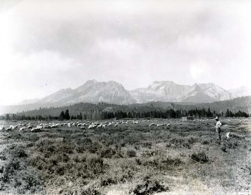 Image Title: Sheep - Stanley Basin
Date: c.1937
Place: Stanley Basin, Idaho
Description/Caption: On verso, "Sheep raising is an important Idaho industry.  Flocks graze on national forests from about June 15 to October 15.  This scene is on the