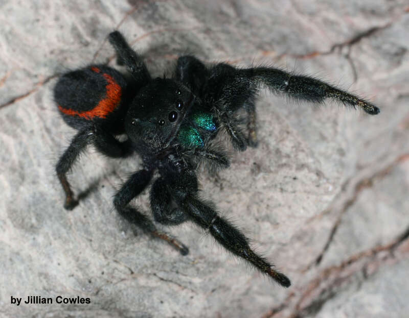 Desert Red Jumping Spider (Phidippus ardens) in Arizona, United States
