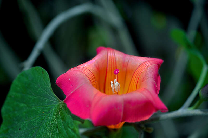 What more can I ask for, to find botanical gardens all over Maui (ok maybe great beaches too).  This was shot at the  Enchanting Floral Gardens in the "High Country" of Maui.

The Enchanted Floral Gardens of Kula is an 8 acre Botanical garden located