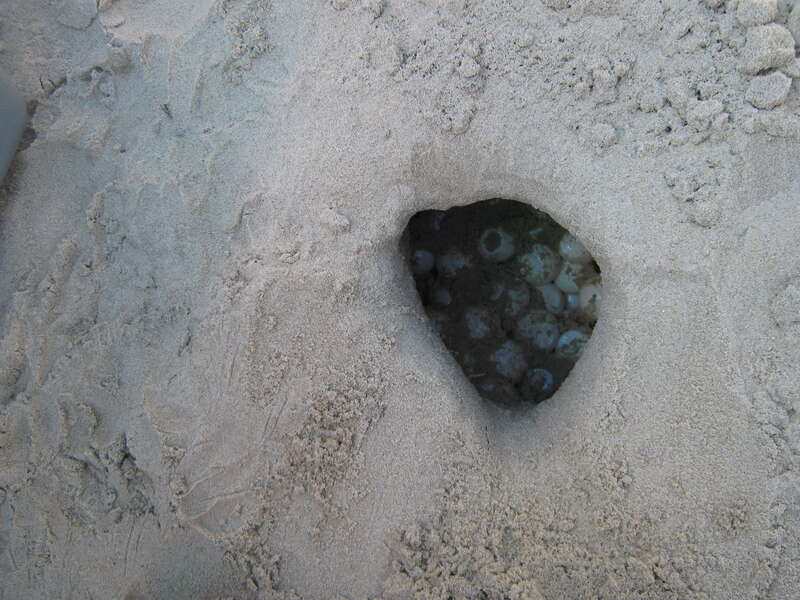 Sea turtle nest at Back Bay National Wildlife Refuge in Virginia.
Credit: USFWS